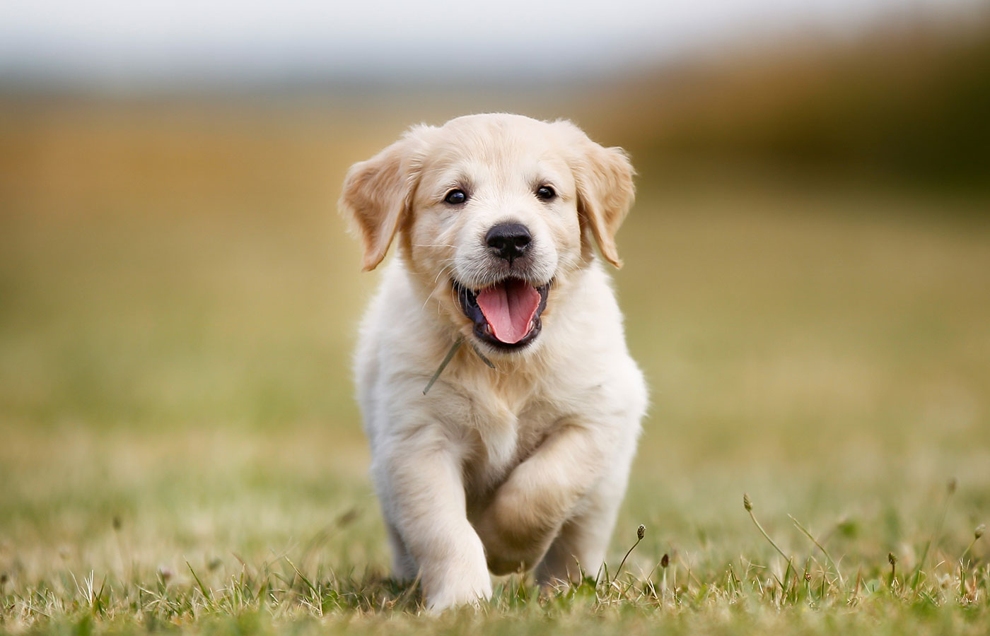 Seven week old golden retriever puppy outdoors on a sunny day