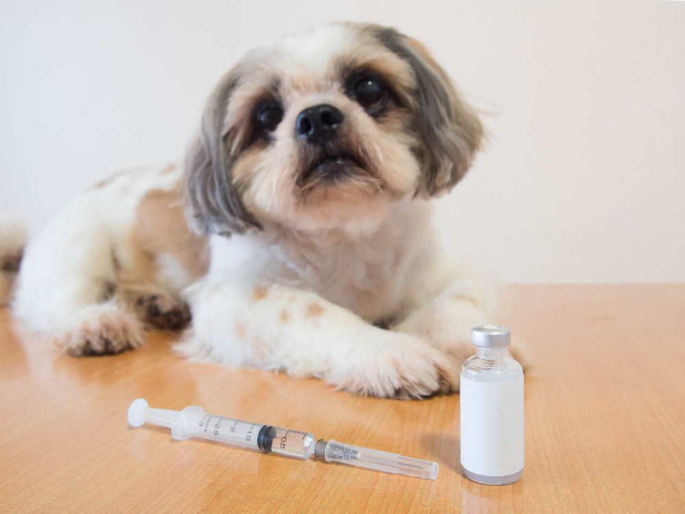 10 Facts You Need to Know about Your Dog's Diabetes - Vet In Lenoir | Caldwell Animal Hospital