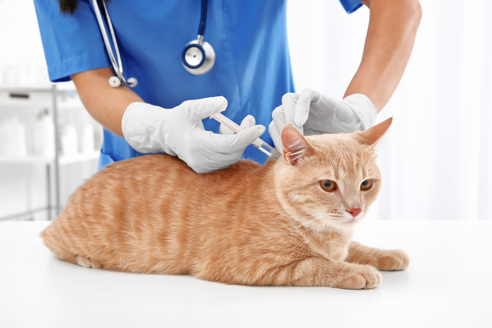 “Kitty Colds” A Primer on Feline Infectious Respiratory Diseases Vet
