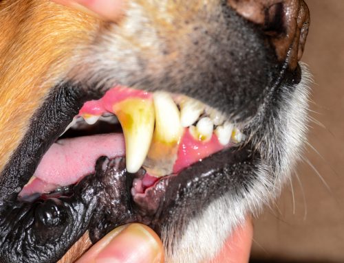 Recognizing Periodontal Disease in Pets