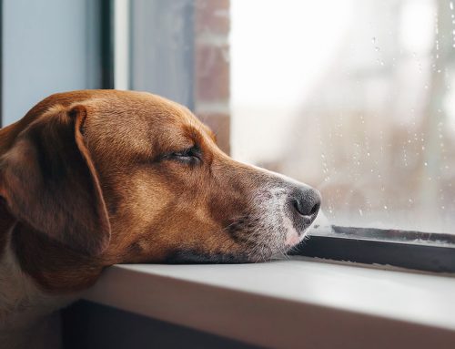 Bored Pet? Why Mental Stimulation is Just as Important as Physical Exercise