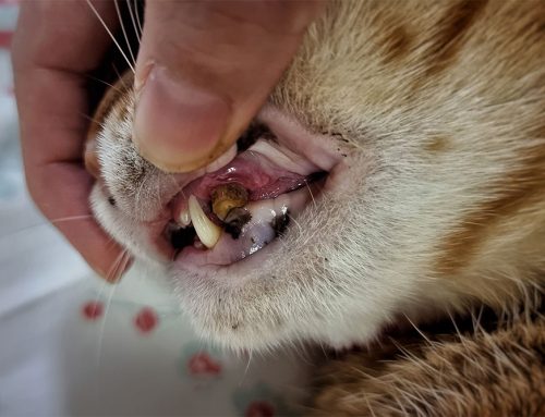 Dental Health for Dogs and Cats: Why Routine Care is Critical